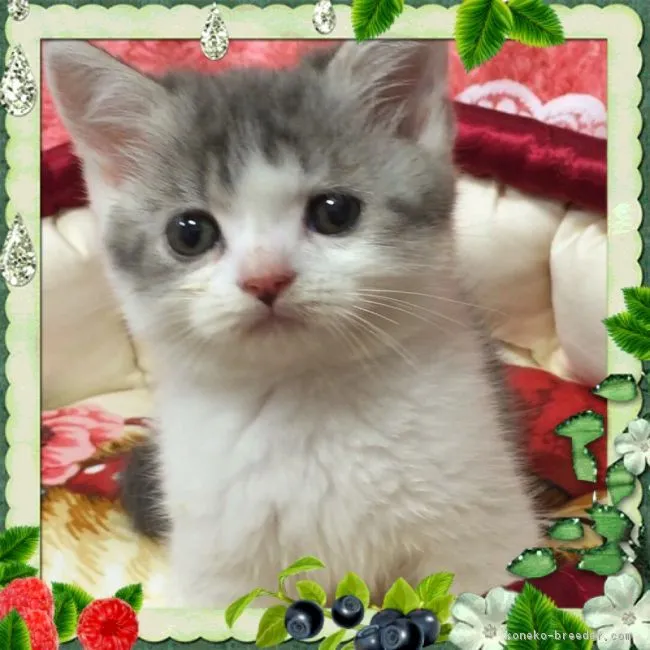 ID：1608-00123の子猫