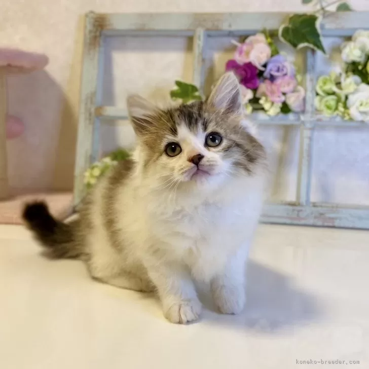 ID:2402-01680の子猫