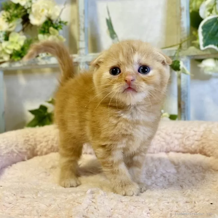 ID:2408-03041の子猫