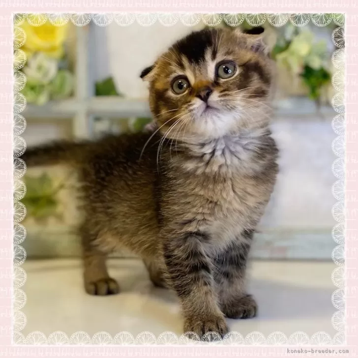 ID：2403-00348の子猫