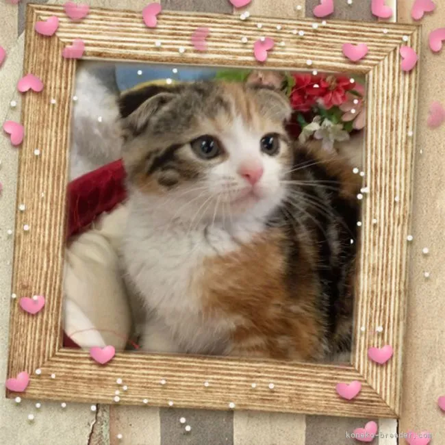 ミルクの家族 様のお迎えした子猫