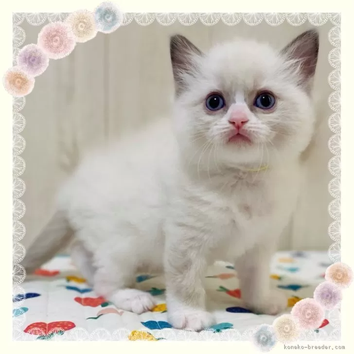 ID:2404-01142の子猫