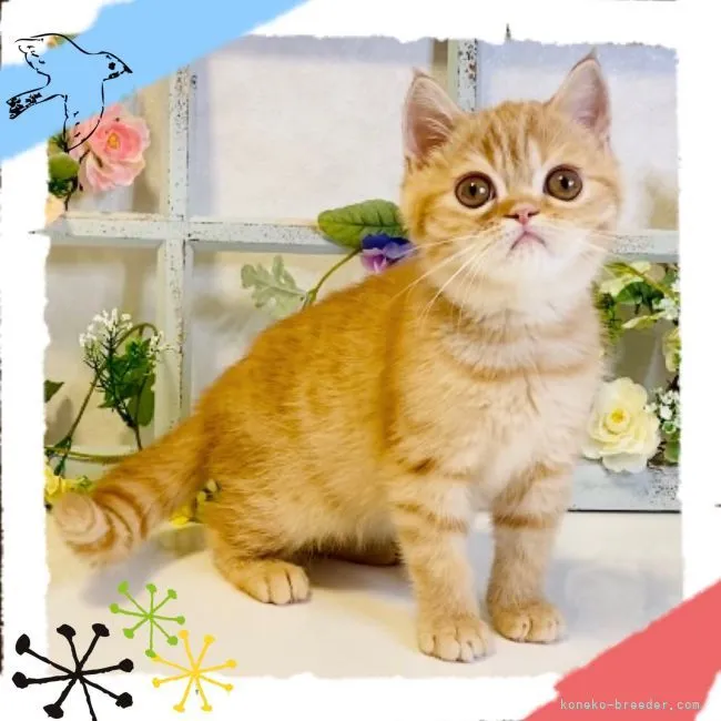 ID：2104-02066の子猫