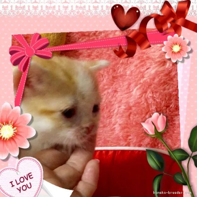 ID：1603-00151の子猫