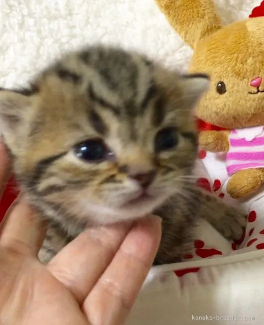 ID：1601-00314の子猫