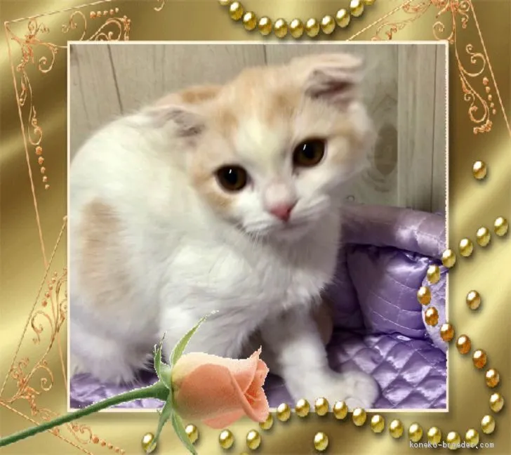 ID:2001-01146の子猫