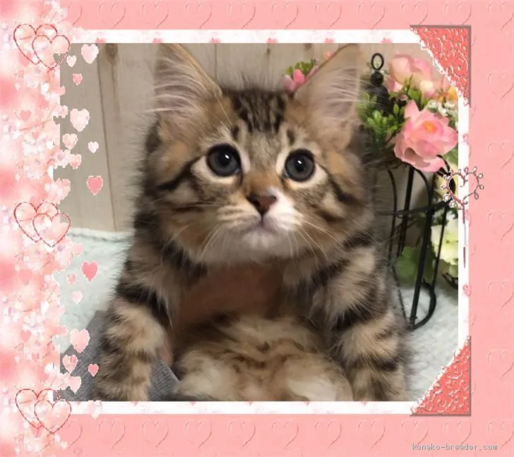 ID:1912-01177の子猫