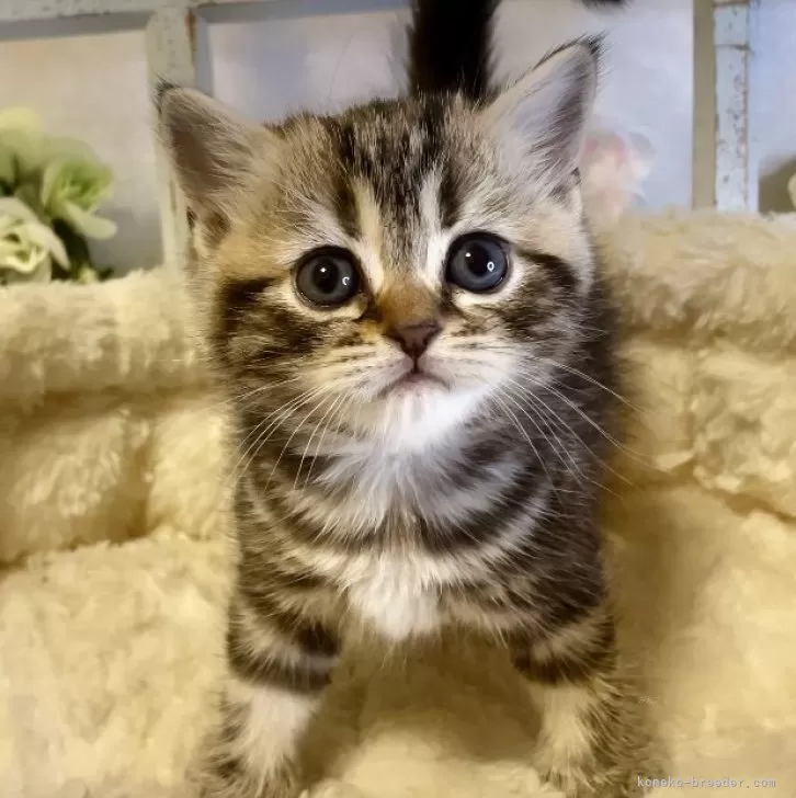 ID：2403-01633の子猫