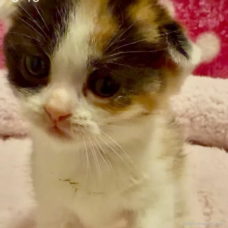 ID：2412-00381の子猫