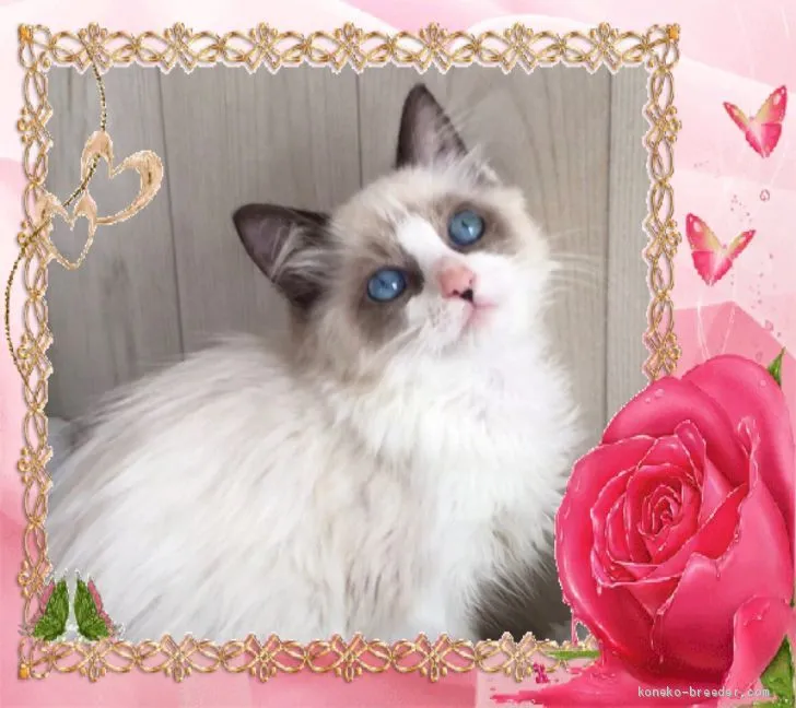 ID:1911-01490の子猫
