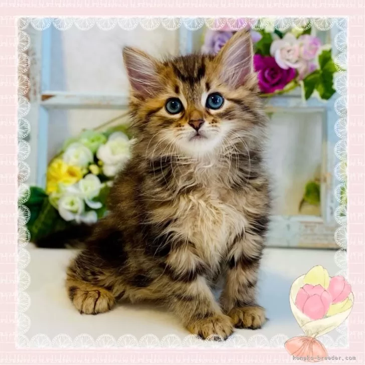 ID：2405-00605の子猫
