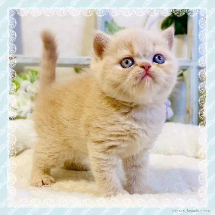 ID:2405-03196の子猫
