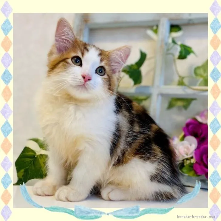 ID：2207-02050の子猫