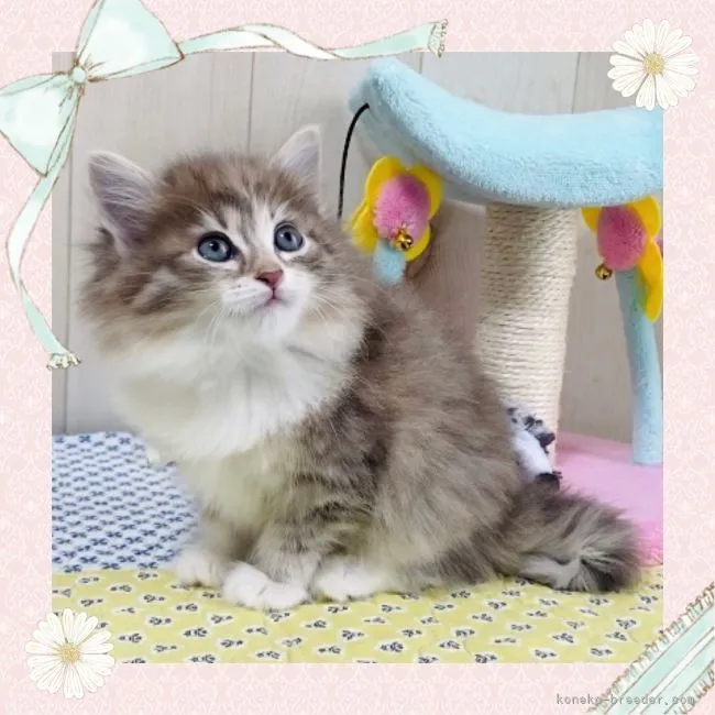 ID:2204-01392の子猫