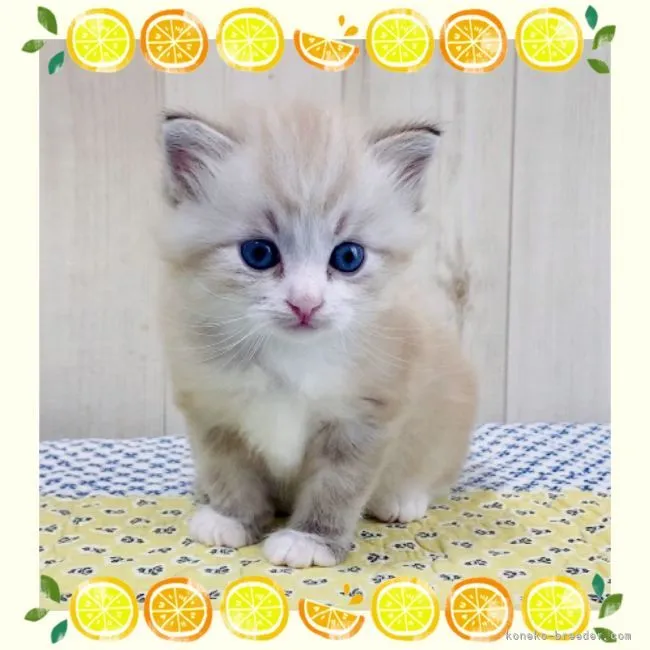 ID:2108-02403の子猫