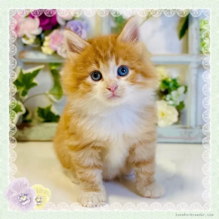 ID:2404-01258の子猫