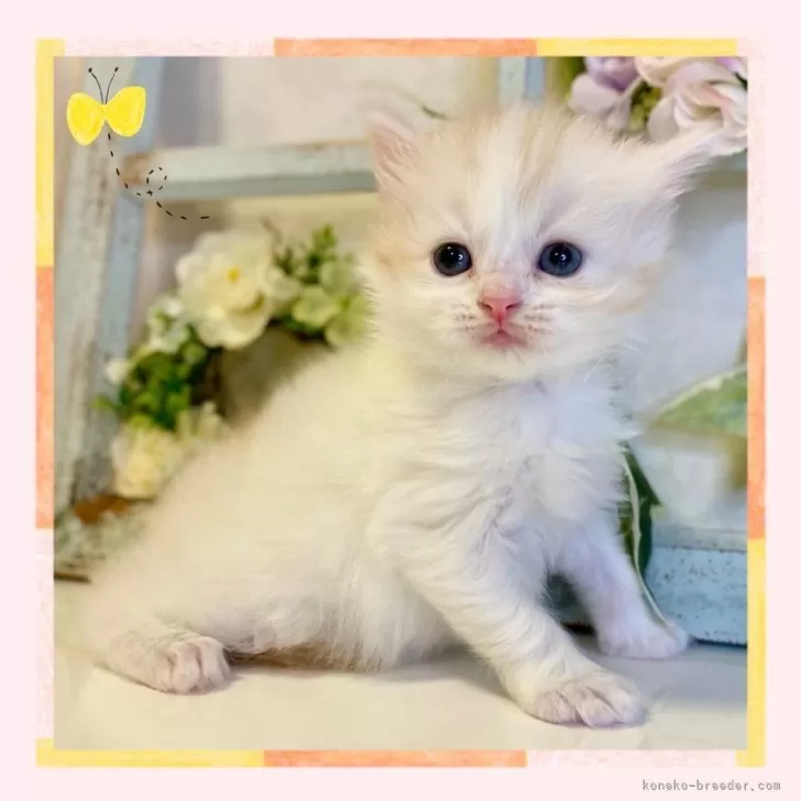 ID：2403-01822の子猫