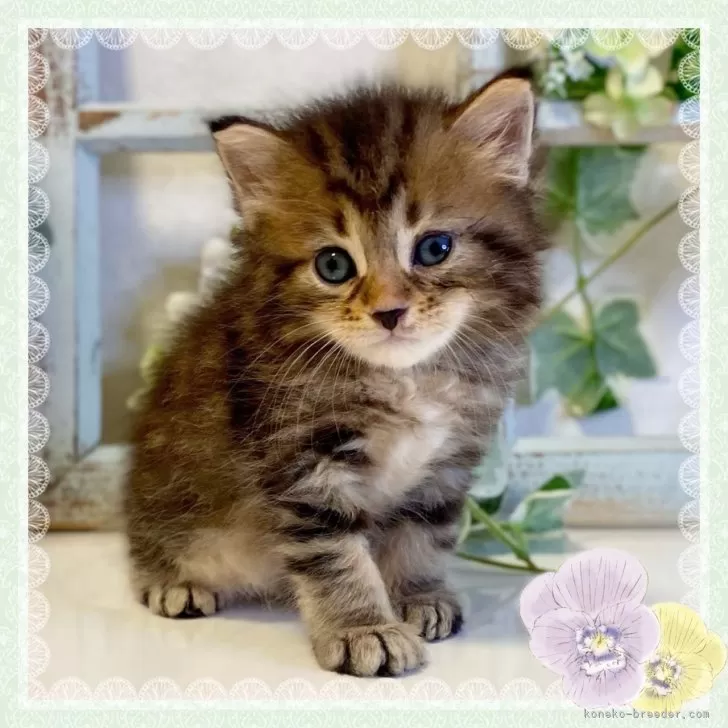 ID：2407-01695の子猫