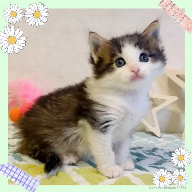 ID:2112-01330の子猫