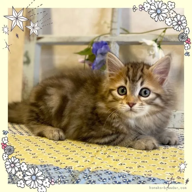 ID：2201-01780の子猫