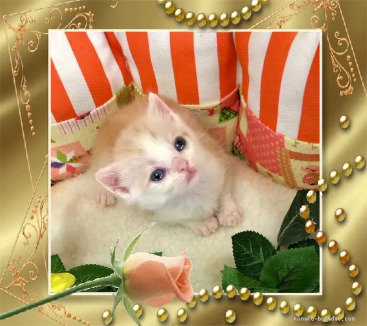 ID:1906-00913の子猫