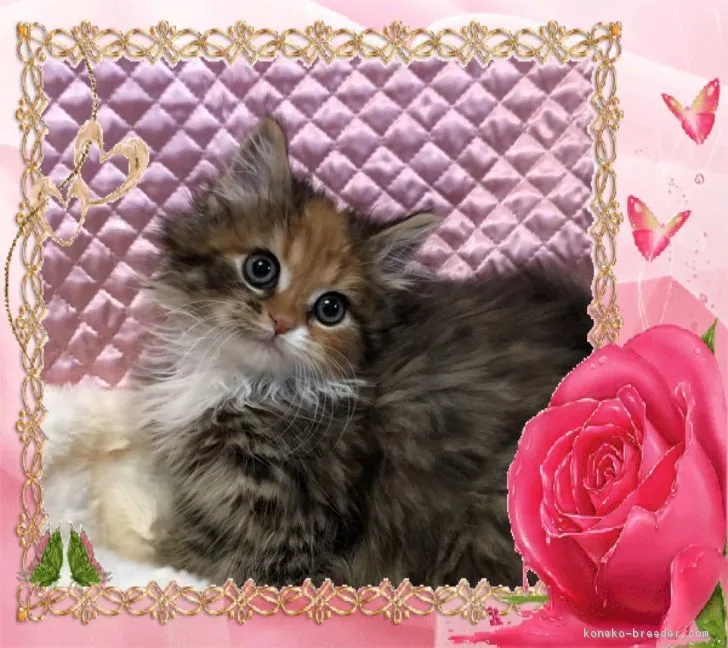 ID:1901-01018の子猫