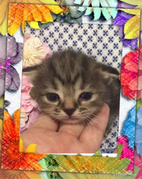 ID:1508-00048の子猫