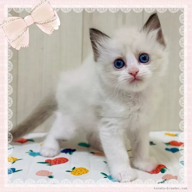 ID：2404-01140の子猫