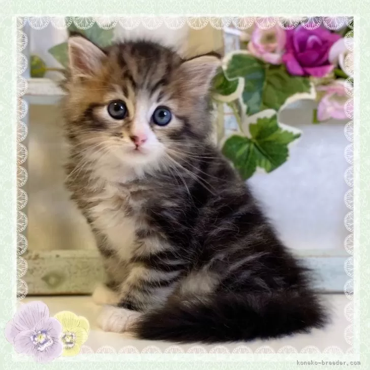 ID：2408-02654の子猫