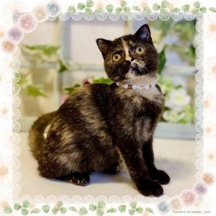 ID:2208-00684の子猫