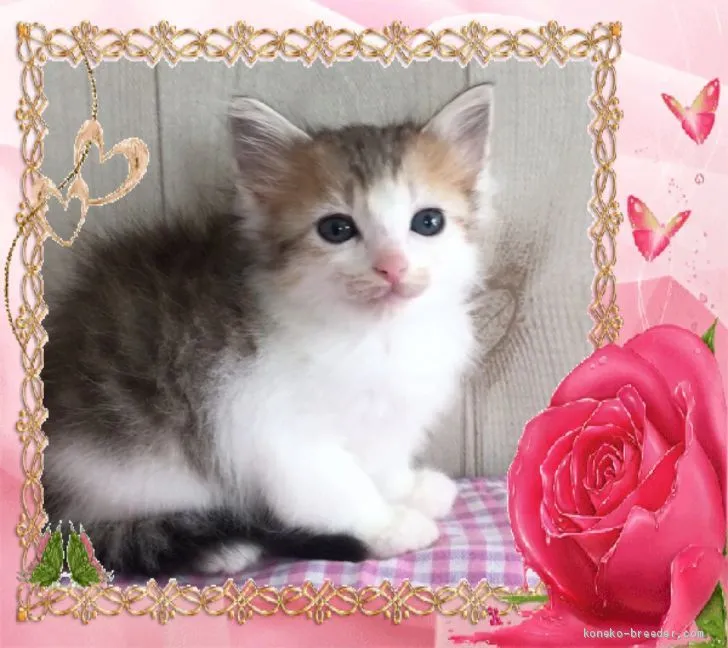 ID:1911-01483の子猫