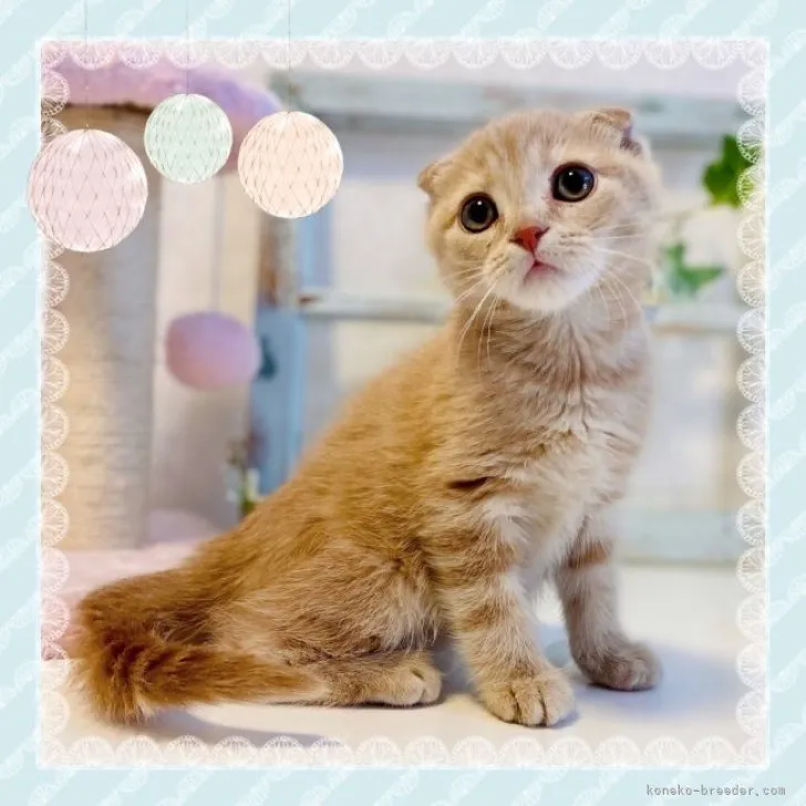 ID：2306-01451の子猫