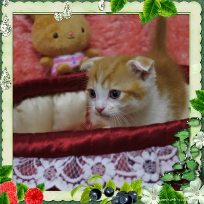 ID:1607-00256の子猫
