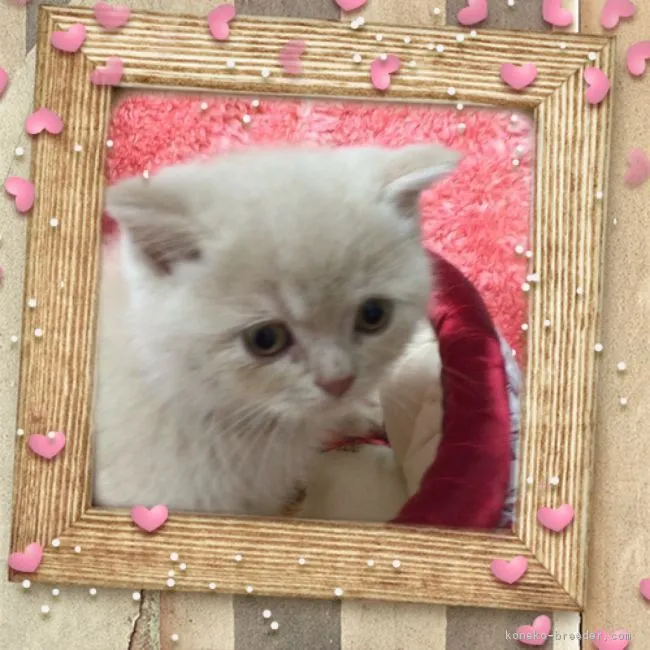 ID:1607-00021の子猫