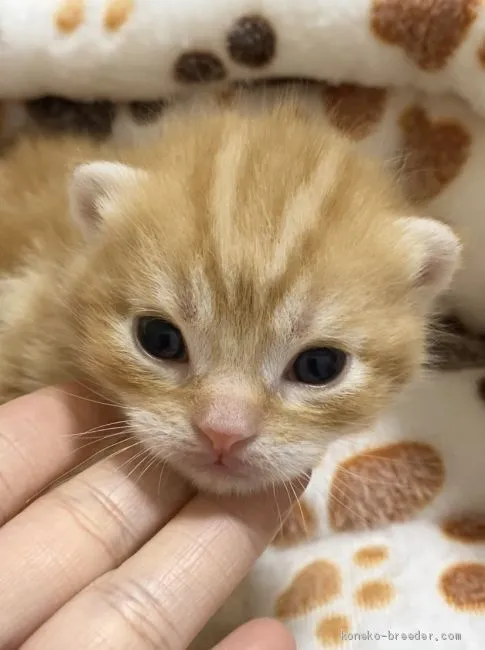 ID:2004-00782の子猫