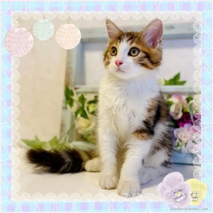 ID:2208-01377の子猫