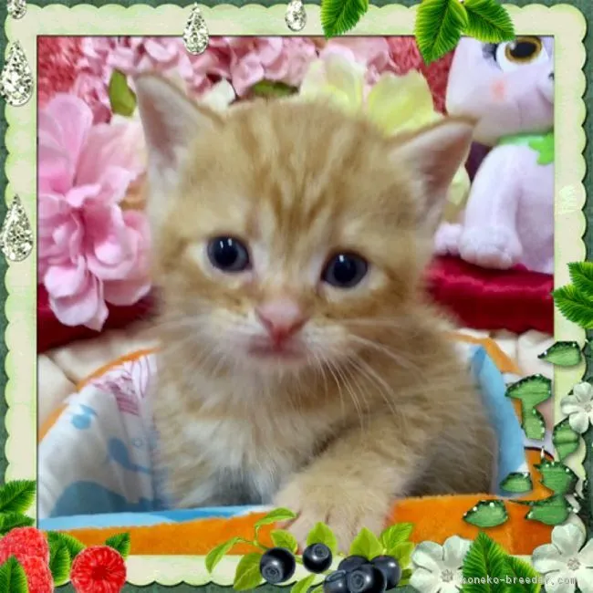 ID:1609-00300の子猫