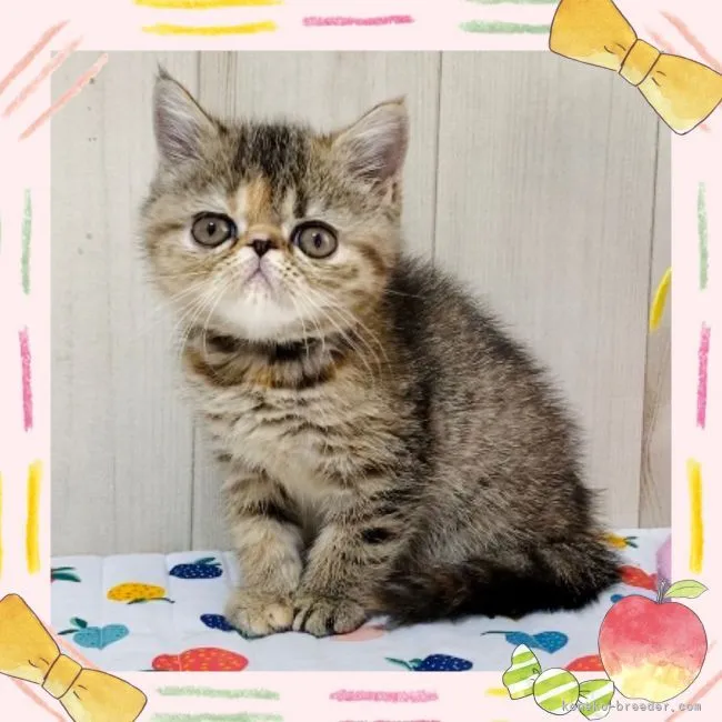 ID：2110-00109の子猫