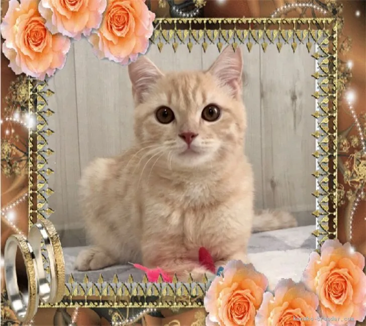 ID：1911-01479の子猫