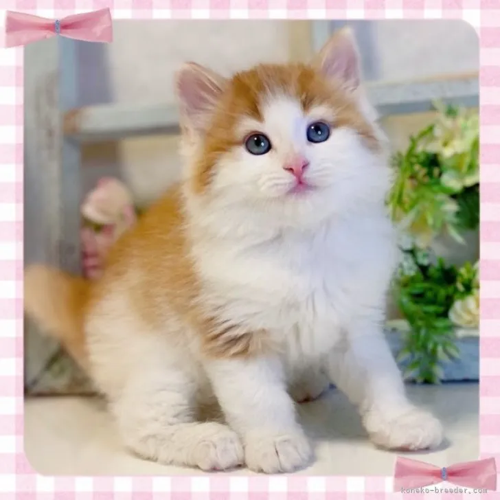 ID:2303-02030の子猫