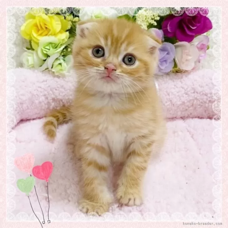 ID：2312-01234の子猫