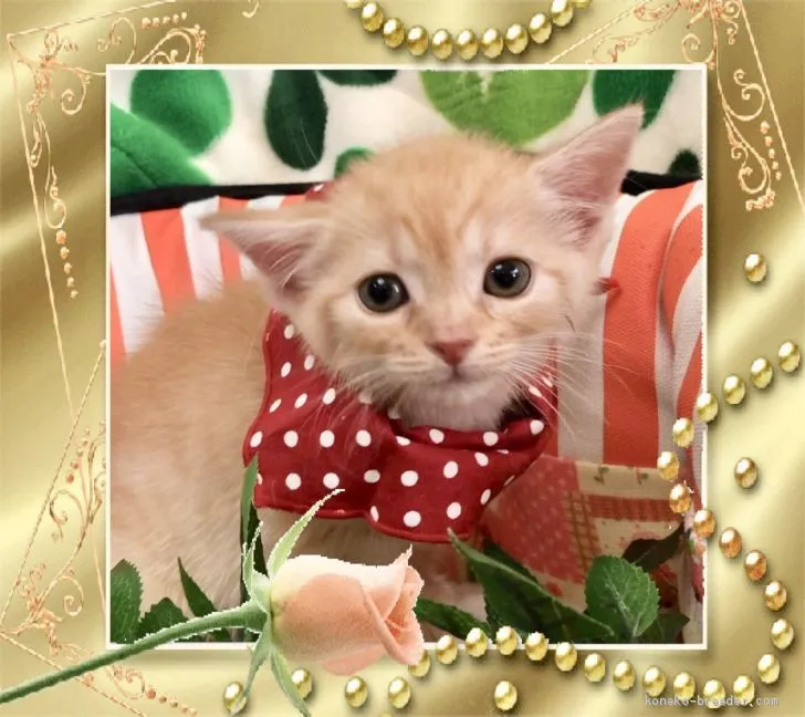 ID：1906-00828の子猫