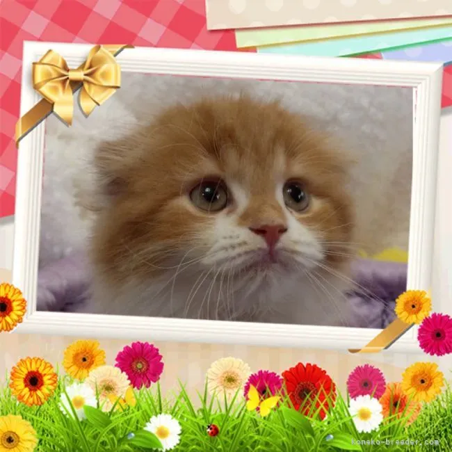 ID:1709-00327の子猫