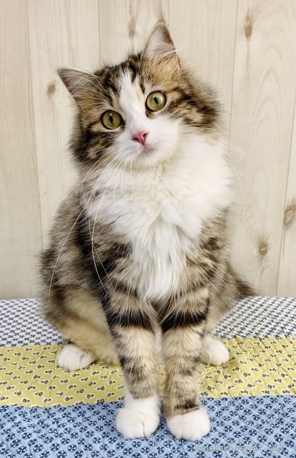 サイベリアン【・女の子・2019年6月4日・ブラウンパッチドタビー&amp;ホワイト】