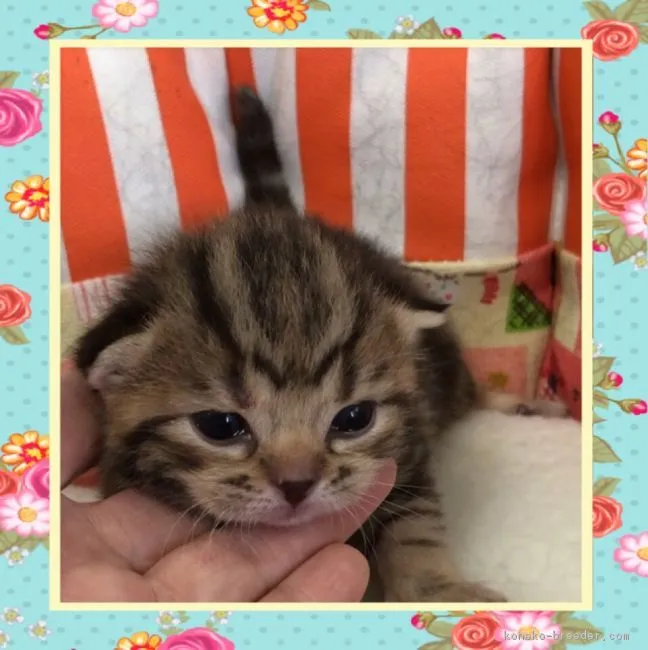 ID:1712-00077の子猫