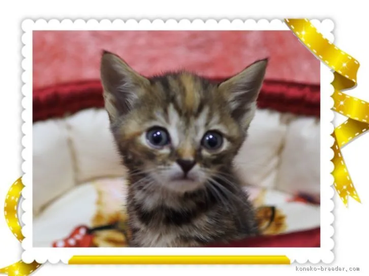 ID：1607-00473の子猫