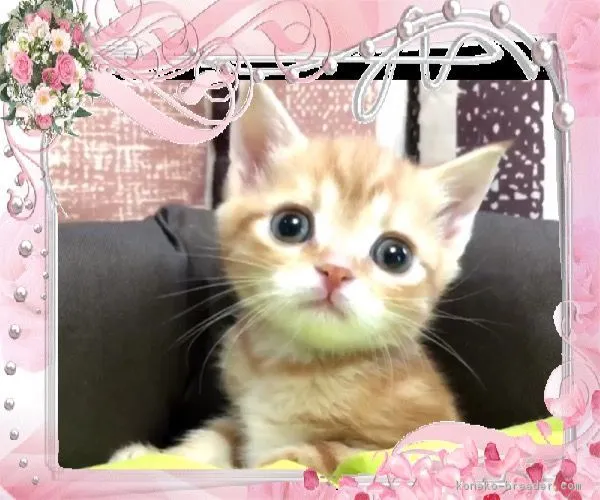 いさむ 様のお迎えした子猫