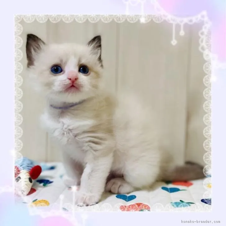 ID：2302-00121の子猫