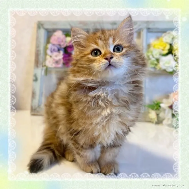 ID:2307-00646の子猫