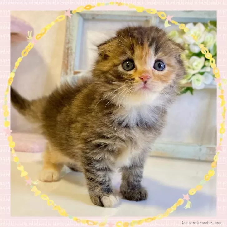 ID：2405-03327の子猫